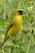 Serin à diadème