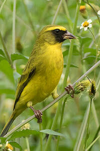 Serin à diadème