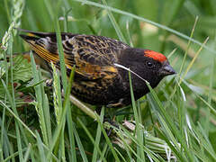 Red-fronted Serin