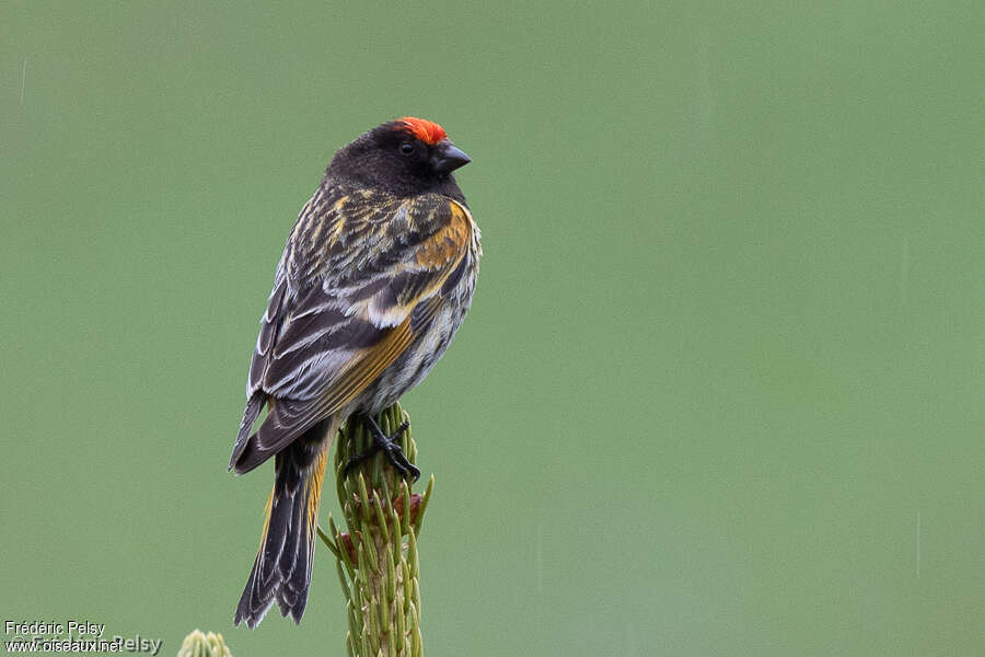 Serin à front rouge mâle adulte, identification