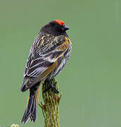 Serin à front rouge