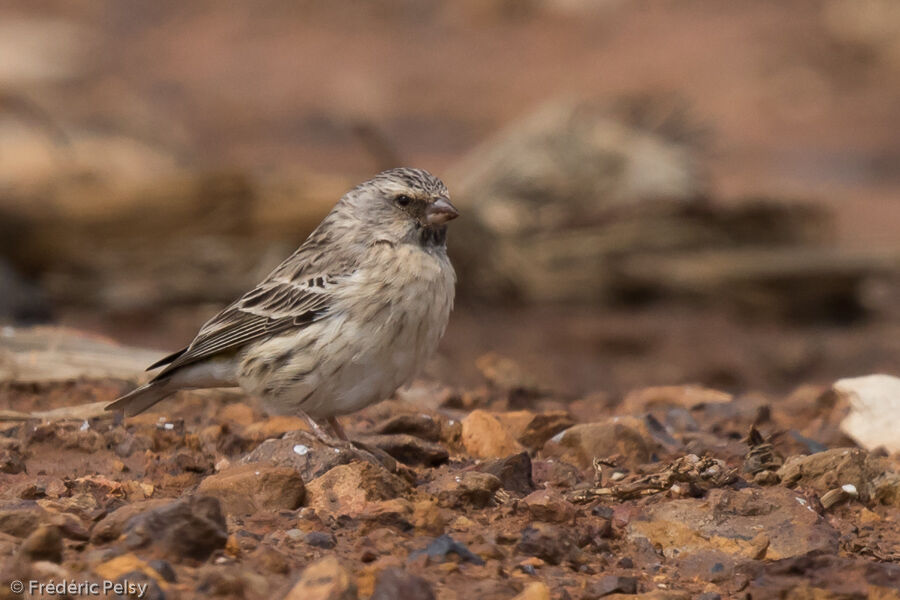 Black-throated Canary