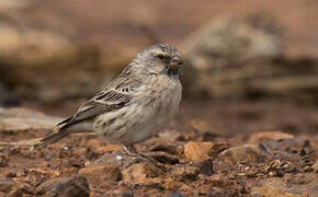 Black-throated Canary