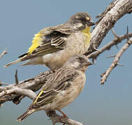 Lemon-breasted Canary