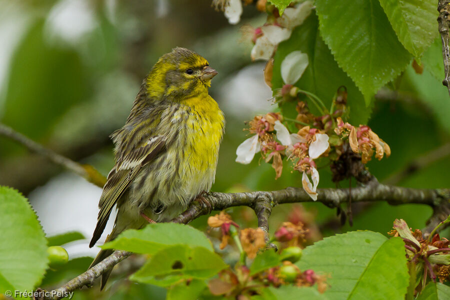 European Serin