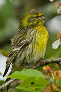 European Serin