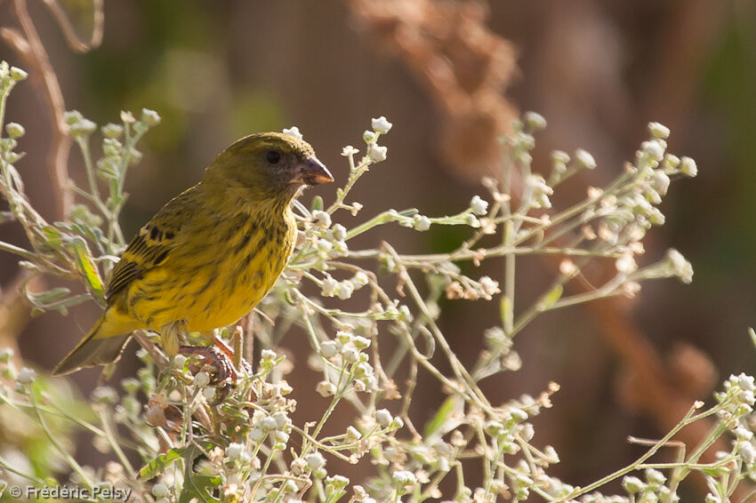 Serin d'Abyssinie femelle adulte, mange