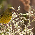 Serin d'Abyssinie