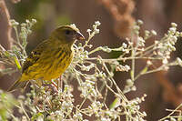 Serin d'Abyssinie