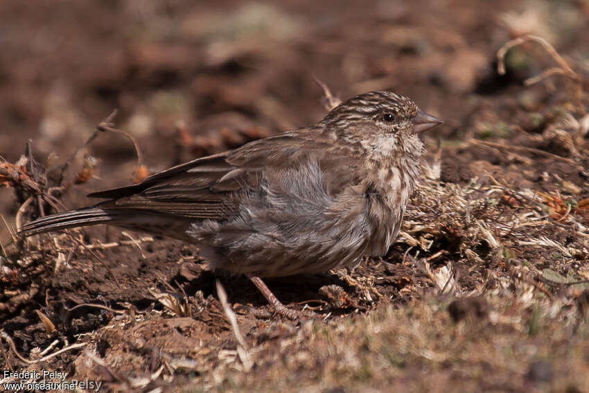 Ankober Serin, identification