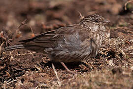 Serin d'Ankober