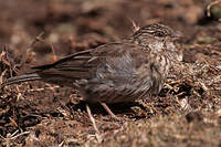 Serin d'Ankober