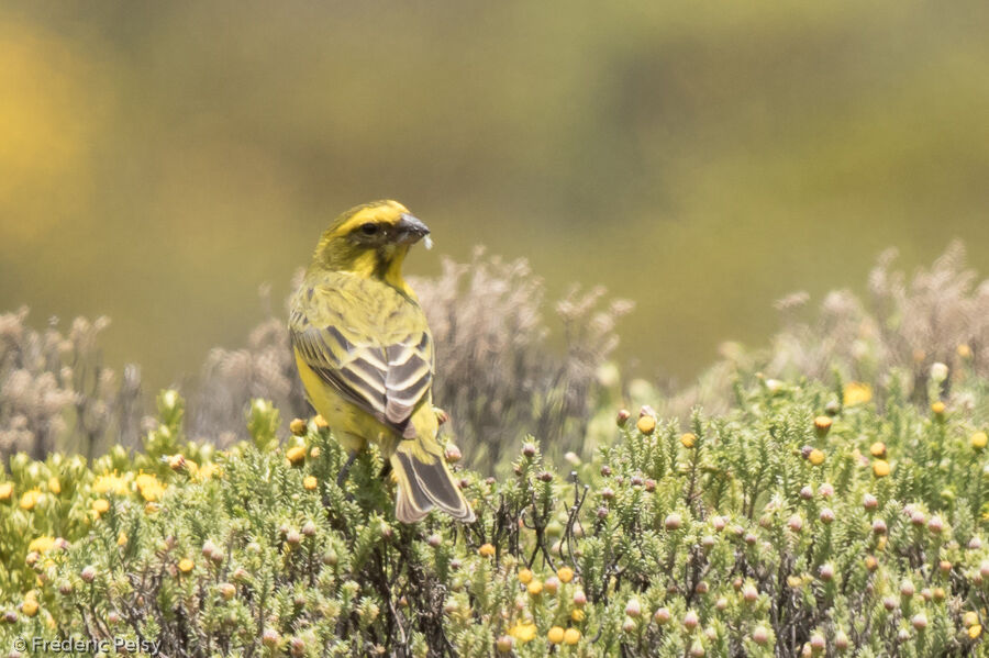 Yellow Canary male adult