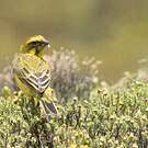 Serin de Sainte-Hélène