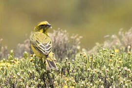 Yellow Canary