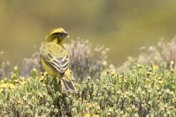 Serin de Sainte-Hélène