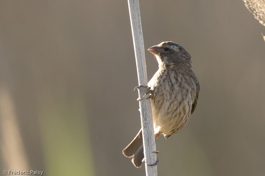 Serin de Sainte-Hélène femelle adulte