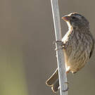 Serin de Sainte-Hélène