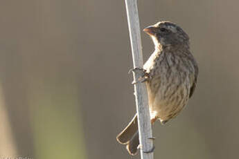 Serin de Sainte-Hélène