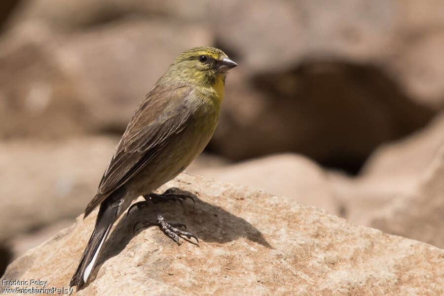 Serin de Symons mâle adulte, identification