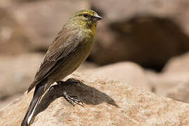 Drakensberg Siskin