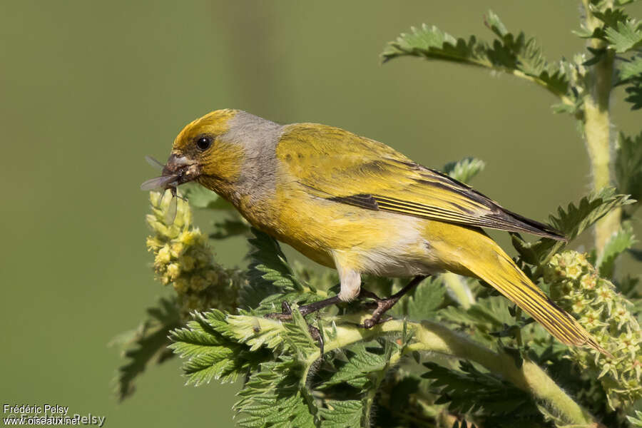 Cape Canary male adult, pigmentation, eats