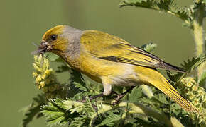 Cape Canary