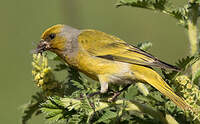 Serin du Cap