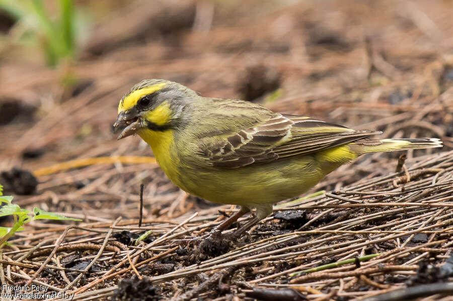 Serin du Mozambique mâle adulte, mange