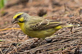 Yellow-fronted Canary