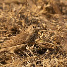 Serin du Yémen