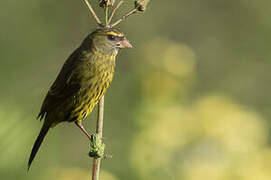 Forest Canary