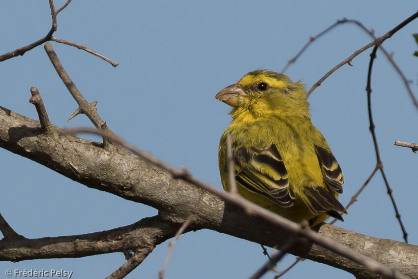 Serin soufréadulte