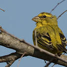 Serin soufré