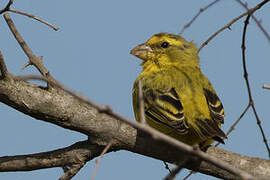 Brimstone Canary