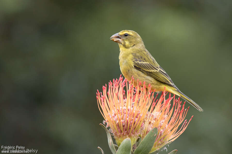 Brimstone Canary female adult, identification