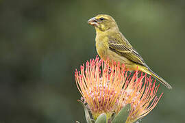 Brimstone Canary