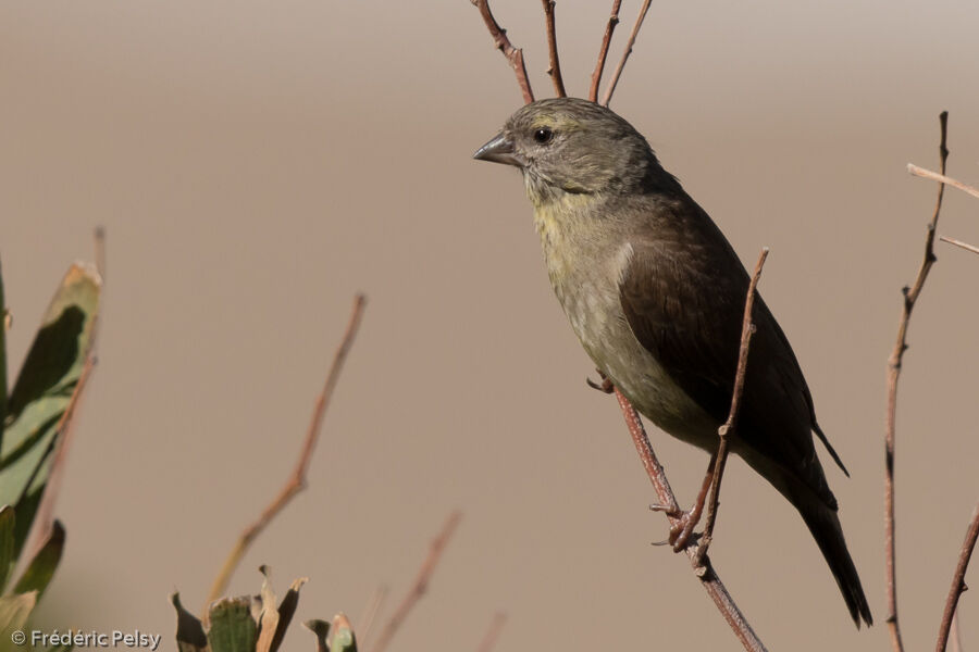 Cape Siskin female