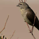 Serin totta