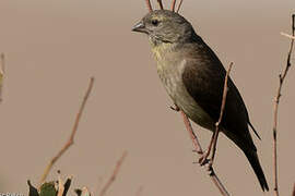 Cape Siskin