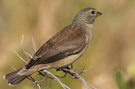 Cape Siskin