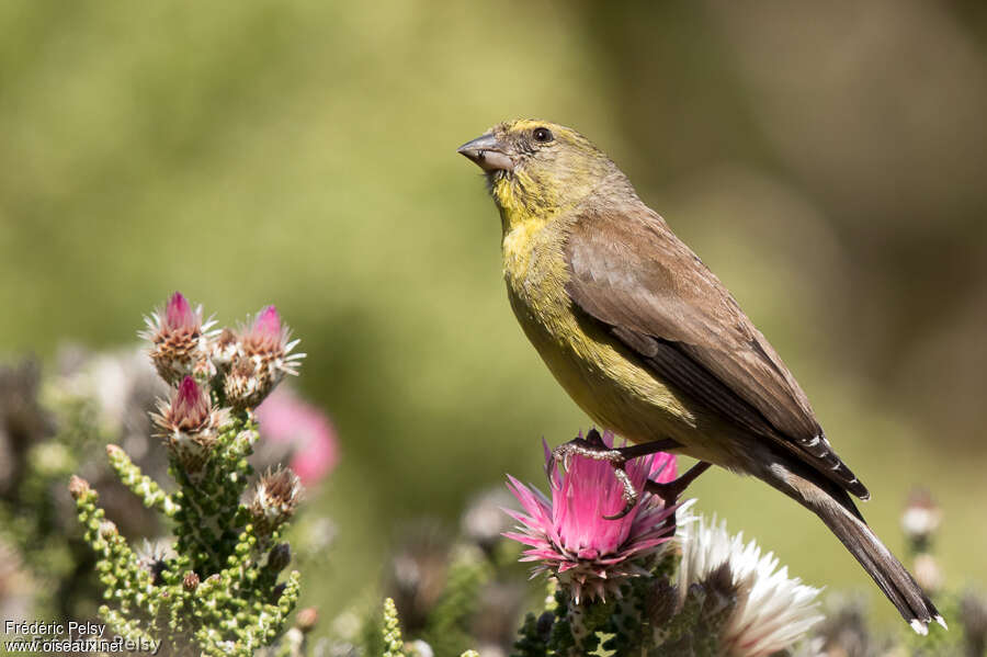 Cape Siskin male adult, identification