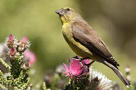 Cape Siskin