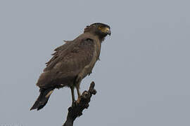 Crested Serpent Eagle