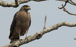 Crested Serpent Eagle