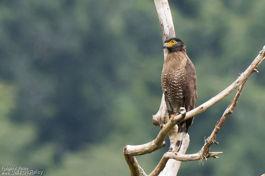 Sulawesi Serpent Eagleadult