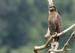 Sulawesi Serpent Eagle