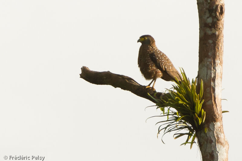 Philippine Serpent Eagle