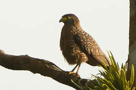 Philippine Serpent Eagle