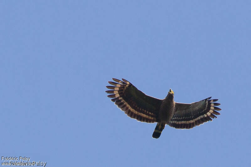 Philippine Serpent Eagleadult